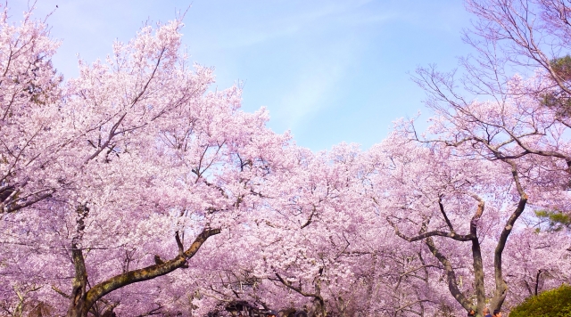 桜並木