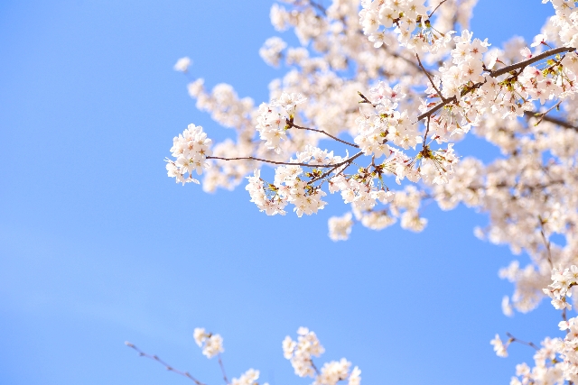 青空と桜の木