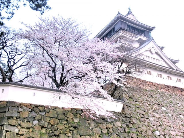 小倉城と乱れ咲く桜